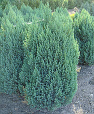 Ялівець китайський Stricta 2 річний, Ялівець китайський Стрікта, Juniperus chinensis Stricta, фото 6