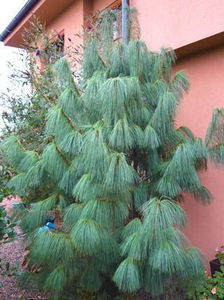 Сосна Гімалайська / Гріффіта 3 річна, Сосна гімалайська / Гріффіта, Pinus wallichiana / griffithii, фото 2