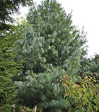 Сосна Гімалайська / Гріффіта 3 річна, Сосна гімалайська / Гріффіта, Pinus wallichiana / griffithii, фото 2