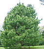 Сосна Гімалайська / Гріффіта 3 річна, Сосна гімалайська / Гріффіта, Pinus wallichiana / griffithii, фото 4
