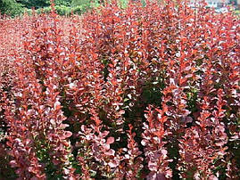 Барбарис Тунберга Red Pillar 4 річний, Барбарис Тунберга Ред Піллар, Berberis thunbergii Red Pillar, фото 4