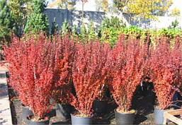 Барбарис Тунберга Red Pillar 4 річний, Барбарис Тунберга Ред Піллар, Berberis thunbergii Red Pillar, фото 5