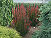 Барбарис Тунберга Red Pillar 4 річний, Барбарис Тунберга Ред Піллар, Berberis thunbergii Red Pillar, фото 7