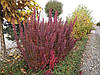 Барбарис Тунберга Red Pillar 4 річний, Барбарис Тунберга Ред Піллар, Berberis thunbergii Red Pillar, фото 8