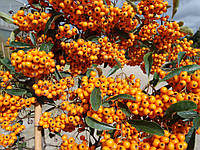 Піраканта Orange Charmer 2 річна, Піраканта Оранж Чармер, Pyracantha coccinea Orange Charmer