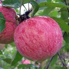 Дерево-сад яблуня (Мельба-Білий налив-Сирена)