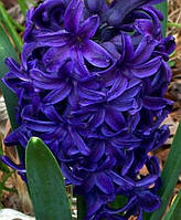 Гіацинт Peter Stuyvesant (Пітер Стівенсон) цибулини 14/15