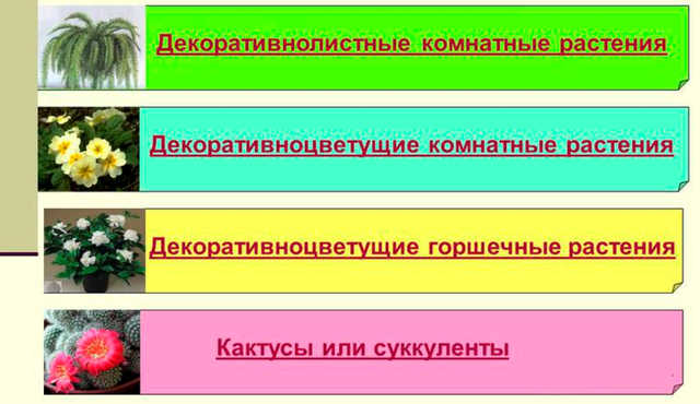 Класифікація кімнатних рослин