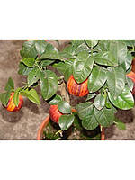 Лимон Аркобалено (C. meyerii x c. sinensis "doppio sanguigno") 20-25 см. Кімнатний