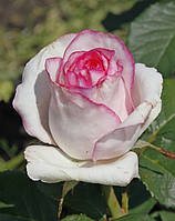 Роза чайно-гибридная Белла Віта