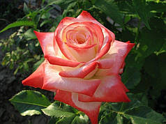 Троянда чайно-гібридна Імператріс Фарах