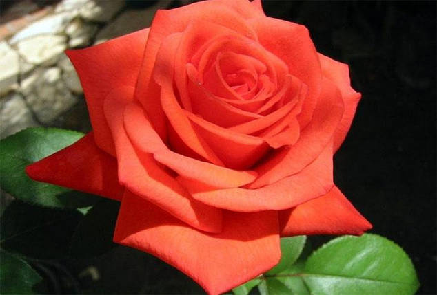 Троянди чайно-гібридна Корвет, фото 2