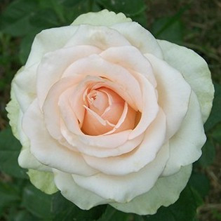 Троянда чайно-гібридна Ла Перла