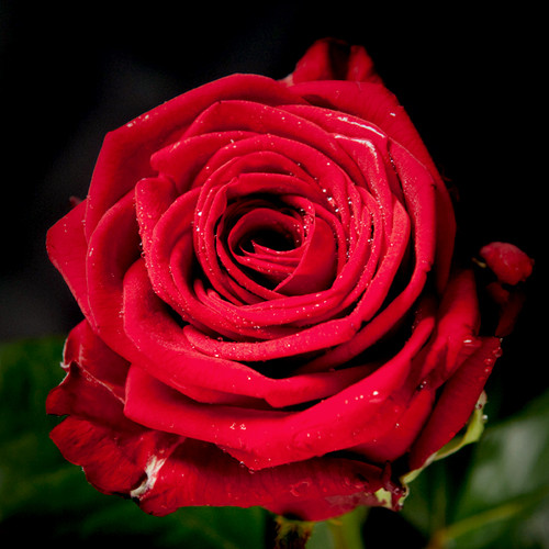 Троянди чайно-гібридна Ред Наомі