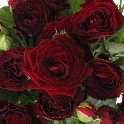 Троянда бордюрна Ред Сенсейшн, фото 2