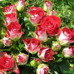 Роза дрібноквіткова стар Рубі