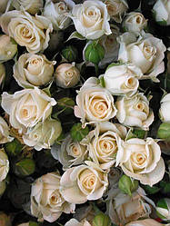 Роза дрібноквіткова Кремова