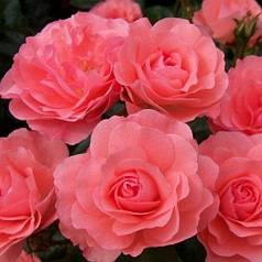 Роза дрібноквіткова Лінда