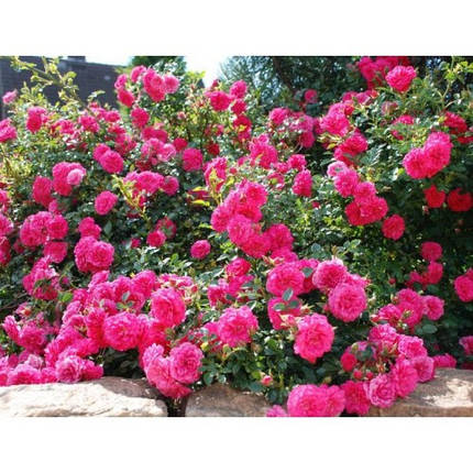 Роза почвопокровная Книрпс, фото 2