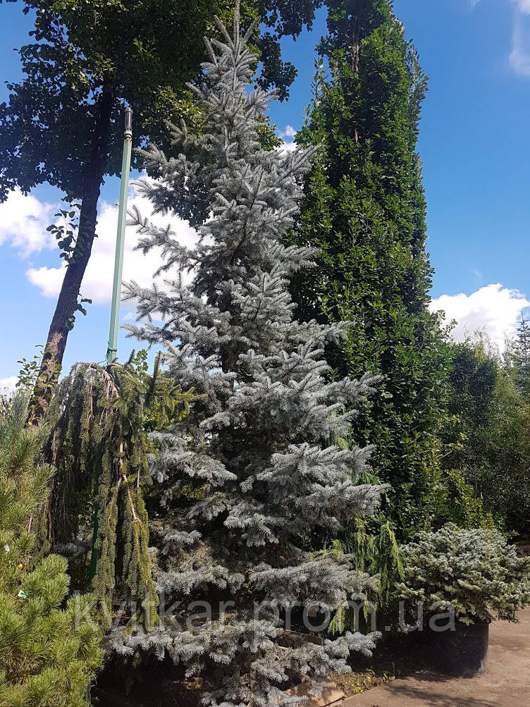 Ялина колюча Picea pungens Koster h 5-5,5 м