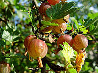 Що потрібно знати про вирощування агрусу