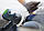Шліфувальні круги 1 штука Platin 2 STF D 90/0 S1000 PL2/1 Festool 498323/1, фото 3