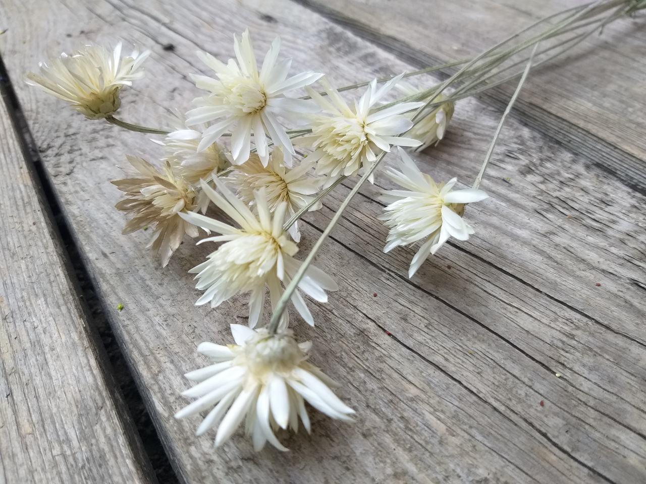 Квіти білого ксерантемума Xeranthemum, 20 шт., h- 20 см