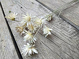 Квіти білого ксерантемума Xeranthemum, 20 шт., h- 20 см, фото 3