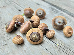 Натуральні жолуді для декору 12 шт\уп