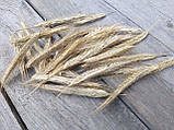 Жито з вусиками, натуральне колосся, 50 шт., h-9-17 см, фото 2