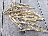Жито з вусиками, натуральне колосся, 50 шт., h-9-17 см, фото 5