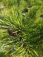 Сосна чорна PINUS NIGRA h 500 -550 c 500 l