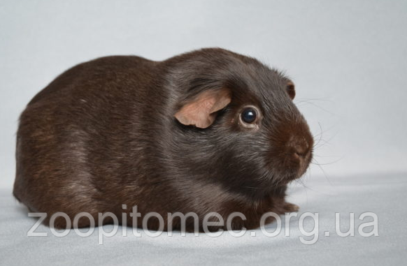 freckle seoul sinoon glowny samoyed フェケテ freckle seoul sinoon glowny samoyed フェケテ - メルカリ