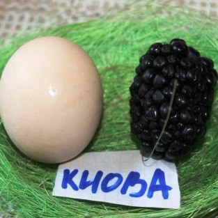 Саженцы ежевики Киова (Кайова Kiowa) - средняя, очень крупноплодная, урожайная, колючая - фото 3 - id-p1021876522