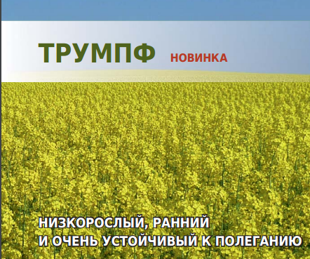 Трумпф Семена озимого рапса  «Лембке» (Lembke), фото 1
