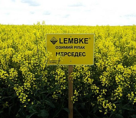 Мерседес Семена озимого рапса  «Лембке» (Lembke), фото 1