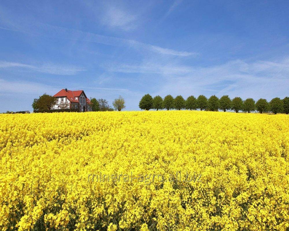Дангал Насіння озимного ріпаку, сорт
