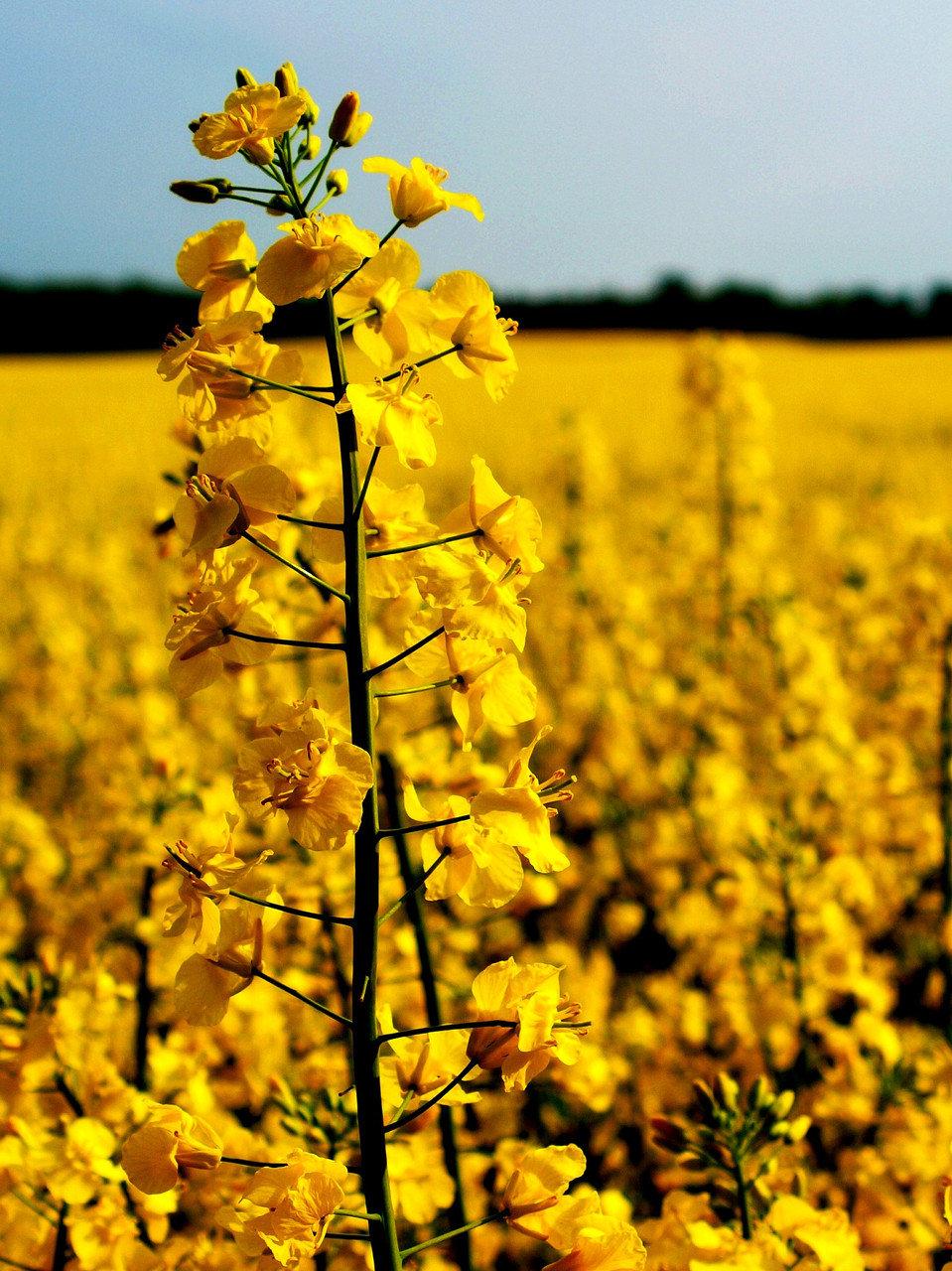 Сенатор Люкс Насіння озимового ріпаку, сорт, фото 1