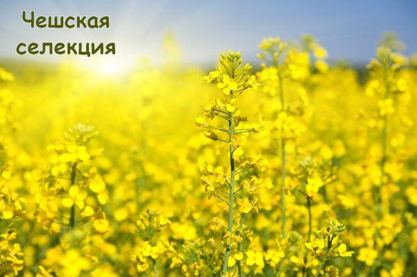 Опус Семена озимого рапса, сорт, фото 1