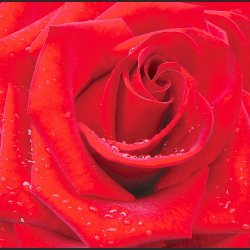 Фотообои цветы крупная Красная роза, 12 листов, 196х210 см - фото 1 - id-p110718645