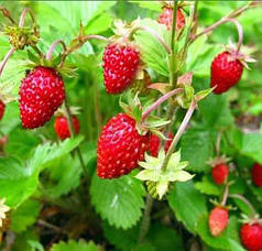 Саджанці суниці сорт Барон Солемахер, конт. P9