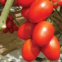 Насіння томату сливовидного для плівкових теплиць Гранадеро F1 500 сем. Enza Zaden