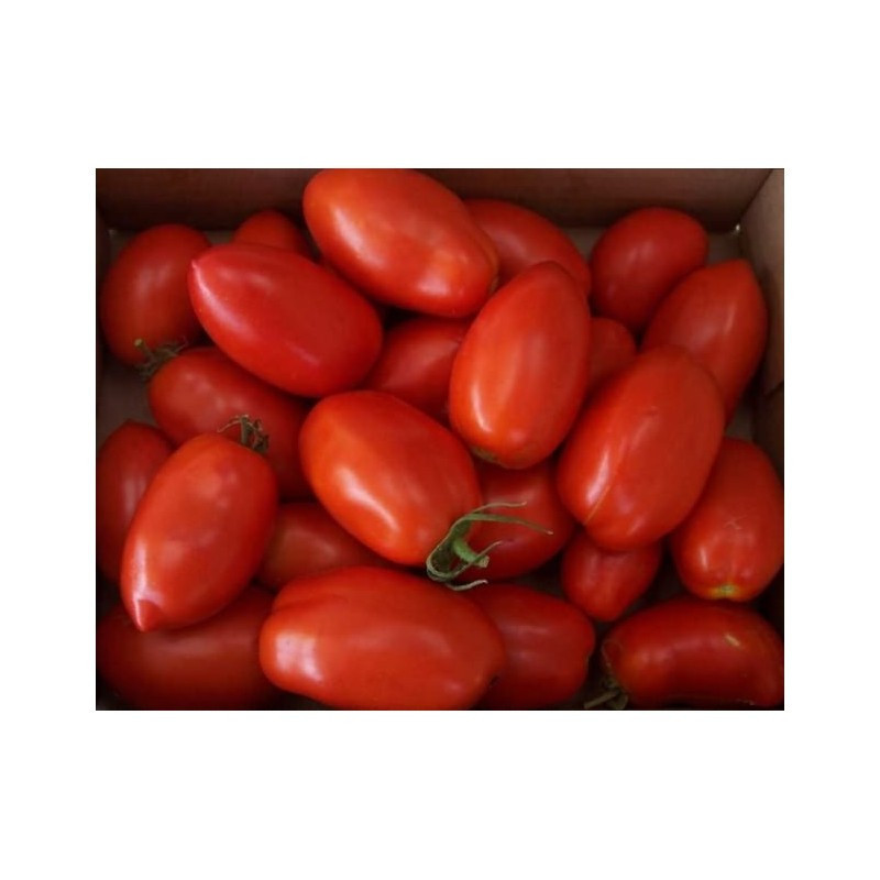 Насіння томату сливовидного для плівкових теплиць Поликарпо F1 500 сем. Enza Zaden