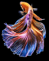 Набор алмазной вышивки (мозаики) "Золотая рыбка"