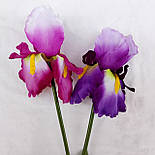 Квіти півники гребінці, іриси 70 см( 12 шт. в уп), фото 3
