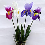 Квіти півники гребінці, іриси 70 см( 12 шт. в уп), фото 4
