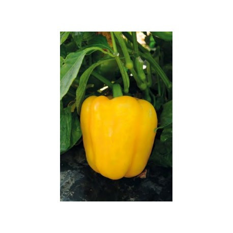 Насіння перцю кубовидного Абей F1 500 сем. Enza Zaden, фото 1