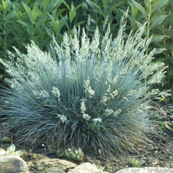 Вівсянниця \ Festuca