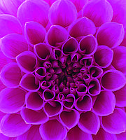 Фотообои флизелиновые 3D Цветы 225х250 см Розовый георгин (MS-3-0132)+клей