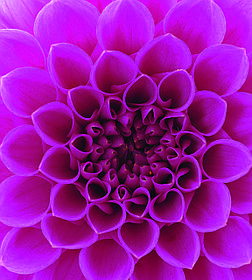 Фотошпалери флізелінові 3D Квіти 225х250 см Рожевий жоржин (MS-3-0132)+клей